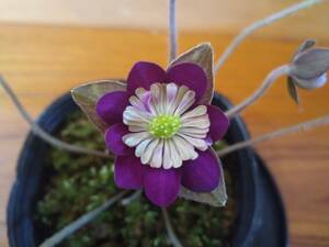 　雪割草　オリジナル　幽谷系　濃紫二段咲き　１芽品