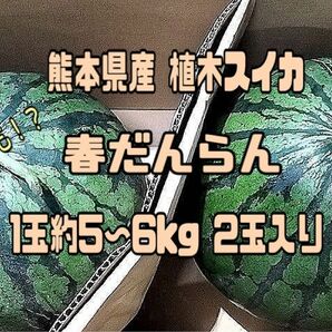 熊本県産 植木スイカ 春だんらん １玉約5〜6kg２玉入り 家庭用