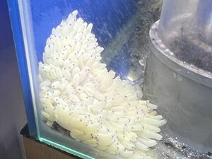 観賞魚、無脊椎★シライトイソギンチャクM＋10〜15cm 1個体　死着保証有り　他同梱可能。