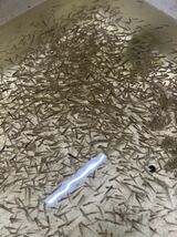 淡水魚★雑魚2.5〜5cm 100匹セット　『オイカワ、カワムツ、バラタナゴ 、クチボソ、ボラ幼魚、その他』_画像1