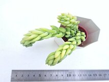 【060】多肉植物根付き苗 200品目出品！100円スタート！【玉つづり】（セダム）_画像1