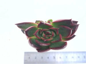 【160】多肉植物根付き苗 200品目出品！100円スタート！【Maria×Black Rose】（エケベリア）