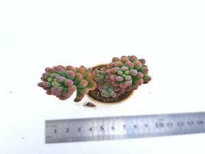 【063】多肉植物根付き苗 200品目出品！100円スタート！【スプリングワンダー×乙女心】（セダム）