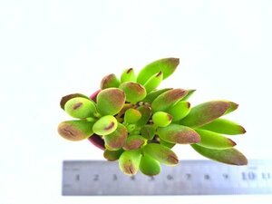 【017】多肉植物根付き苗 200品目出品！100円スタート！【モンキーネイル】（コチレドン）