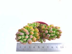 【095】多肉植物根付き苗 200品目出品！100円スタート！【スプリングワンダー×乙女心】（セダム）