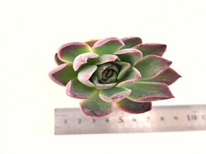 【120】多肉植物根付き苗 200品目出品！100円スタート！【グリーンドラゴン】（エケベリア）