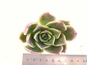 【172】多肉植物根付き苗 200品目出品！100円スタート！【シムランスアセイション×エボニー】（エケベリア）