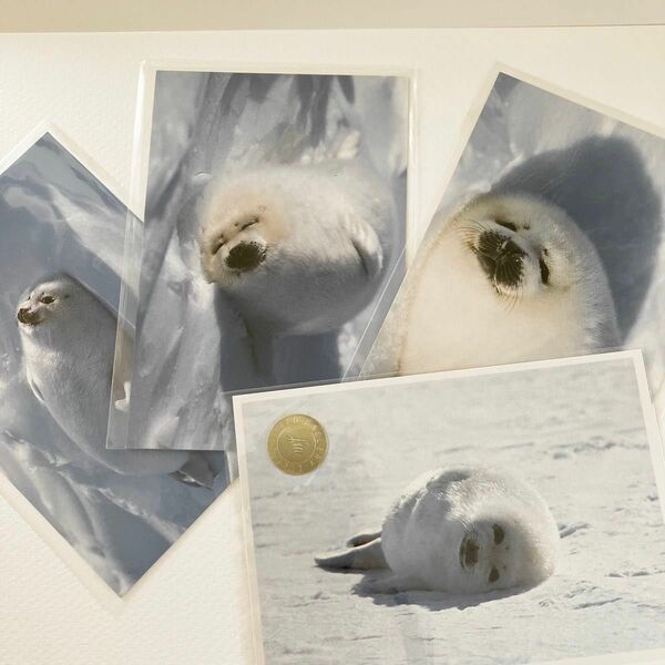 ポストカード　4種セット 4枚　アザラシの赤ちゃん　アート写真　動物写真家作品　小原 玲　内山 晟　　80年代　絵葉書