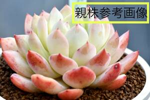 ★　第四種可　エケベリア　プラダ　1鉢　★山野草　サボテン　観葉植物　インテリア　ハオルチア　多肉植物　