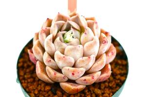 ★　第四種可　②　エケベリア　ネオン　1鉢　★Echeveria　ハオルチア　多肉植物　サボテン　山野草　観葉植物