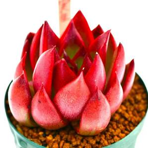 ★ 第四種可 エケベリア 実生交配種 1鉢 ★Echeveria ハオルチア 多肉植物 サボテン 山野草 観葉植物の画像2