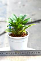 ★　Vriesea　racinae(フリーセア　ラシナエ)　1鉢　★山野草　ブロメリア　チランジア　観葉植物　ホヘンベルギア_画像3