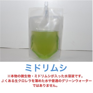 ミドリムシ・500ml 本物! 即日発送・送料無料・安心自家培養！ 熱帯魚 観賞魚 稚魚 針子 メダカ 川魚 金魚 ベタ 微生物 初期餌の画像1