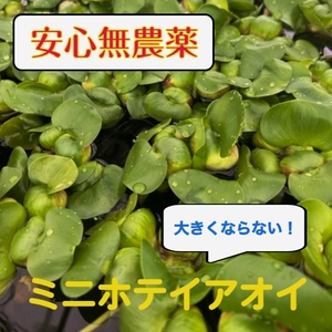  Mini ho Tey AOI *50 АО [ кошка .] необычный нет пестициды безопасность водоросли me Dakar золотая рыбка Япония реальная (настоящая) вещь лот биотоп 