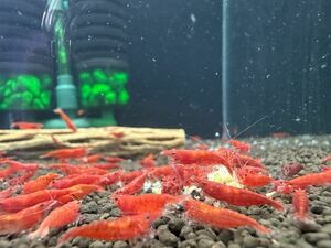 ultimate fire shrimp ( red Cherry ) 10 pcs 