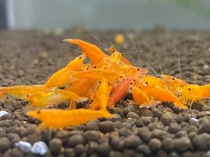  orange Cherry shrimp 10 pcs 