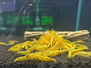  Gold stripe shrimp 10 pcs 