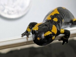 madala fire - salamander 1 pcs 