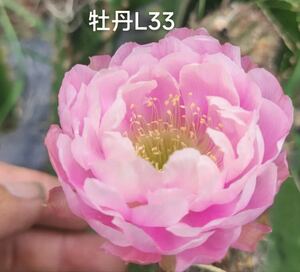 花サボテン ロビビア ハイブリッド新種 L33