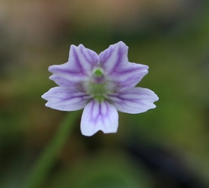 ◇P.　emarginata　 ムシトリスミレ　Pinguicula食虫植物