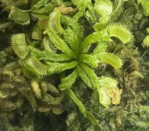 △D. muscipula　'Schupp Destruction'　ハエトリソウ　Dionaea　食虫植物