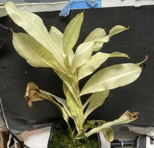 △N.ampullaria　”全斑”　ウツボカズラ　Nepenthes属　食虫植物 
