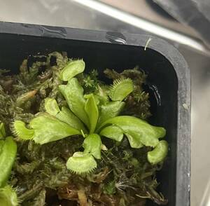 △D. muscipula　”Jaws Smiley” 　ハエトリソウ　Dionaea 食虫植物