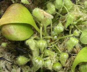 △C. follicularis　'HMZ X SONG(ISC)　 Cephalotus セファロタス　食虫植物