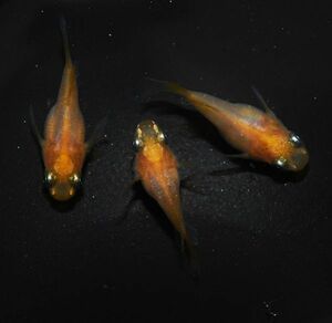 【矢掛本陣目高】オレンジダルマ光体型 成魚 ☆現物出品☆ 1ペア＋メス１ y0046 めだか メダカ