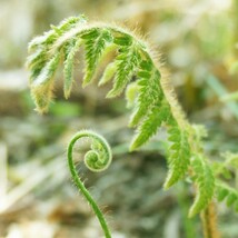 揚げこごみ 200g (山の香り)山の幸「コゴミ」をじっくり丁寧に油で揚げ美味しく仕上げました 山菜好きにはたまらない【メール便対応】_画像3