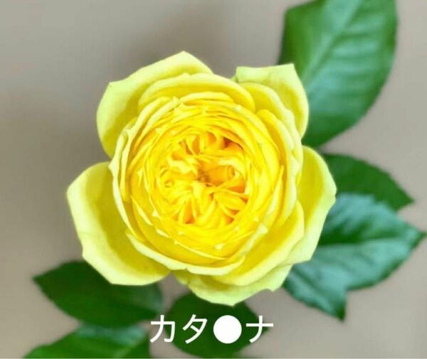 切り花品種　薔薇苗　挿し木苗　カタ●ナ