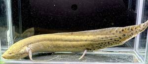 プロトプテルス アネクテンス 肺魚 ハイギョ 35cm未満
