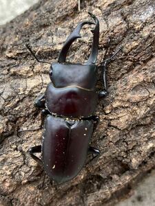 紀伊大島コクワガタ　♂45㎜×♀31㎜×♀30㎜B品トリオ　赤コクワ　南紀大島