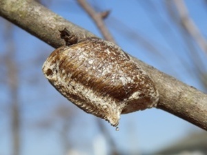 ☆ハラビロカマキリの卵嚢　天然採取　樹上最大のカマキリ☆