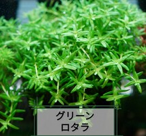 30本グリーンロタラ　水草セット　水中葉_画像1