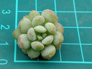 玉響 多肉植物 多肉アンさん苗 カット苗 多肉植物 