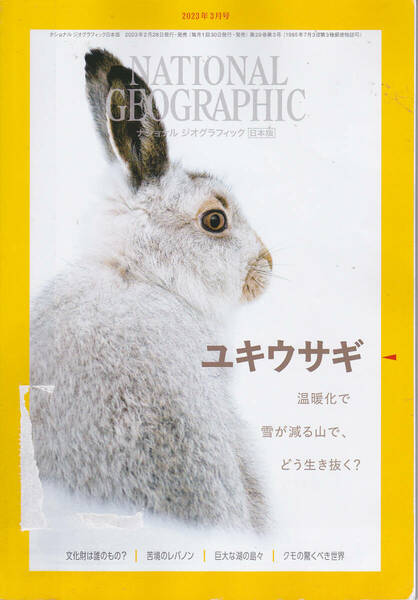 R076【送料込み】「ナショナルジオグラフィック」2023年3月号　ユキウサギと温暖化 / きらめく微結晶の世界 (図書館のリサイクル本)