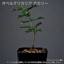 2T9 実生 オペルクリカリア デカリー コーデックス 塊根植物_画像4