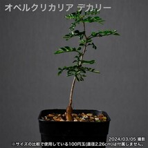 2T9 実生 オペルクリカリア デカリー コーデックス 塊根植物_画像1