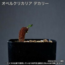 2U4 根挿し パワータンク オペルクリカリア デカリー コーデックス 塊根植物_画像4