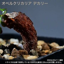 2U4 根挿し パワータンク オペルクリカリア デカリー コーデックス 塊根植物_画像6