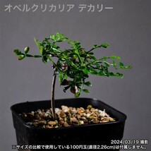 2WB 実生 オペルクリカリア デカリー コーデックス 塊根植物_画像1