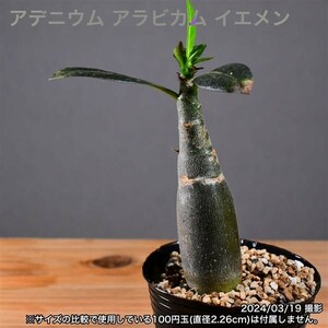 2W3 実生 アデニウム アラビカム イエメン コーデックス 塊根植物