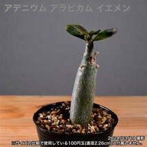 2W2 実生 アデニウム アラビカム イエメン コーデックス 塊根植物_画像1