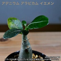 2W1 実生 アデニウム アラビカム イエメン コーデックス 塊根植物_画像5