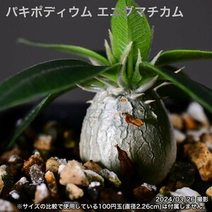 2X2 実生 パキポディウム エニグマチカム コーデックス 塊根植物