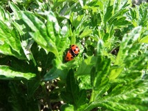 自然菜園 自然栽培、てんとう虫がいる 畑。