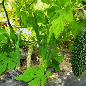 450.6.1◆昭和からの味 ニガウリ 15粒 沖縄 あばし ゴーヤ 健康野菜◆トライ 家庭菜園 プランター栽培◆種から無農薬 無化学肥料 野菜 種苗の画像4