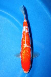 *55ps.@ uniformity festival close wistaria . fish place silver .. white 24 centimeter 2023 year production this year NO.2*