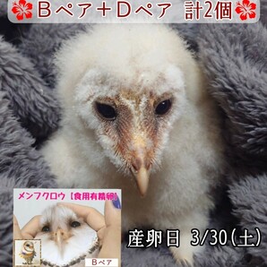 メンフクロウの卵 食用有精卵《2個》の画像1